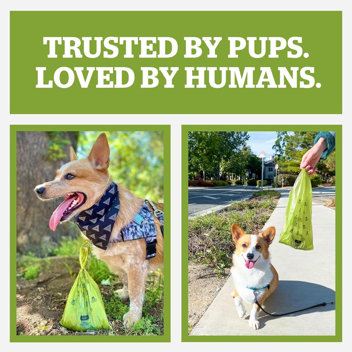 Pogi's Premium Dog Waste Bags with Handles – Extra-Thick, Leak-Proof, Large Size, Fresh Scent, 900-Count